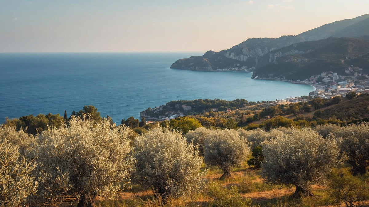 Olivenbäume in mediterraner Küstenregion – Anbaugebiet für feines Le'MM Selection Olivenöl.