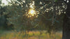 Stimmungsvoller Videoclip einer goldenen Sonne, die durch das dichte Laub eines Olivenbaums im Olivenhain scheint.